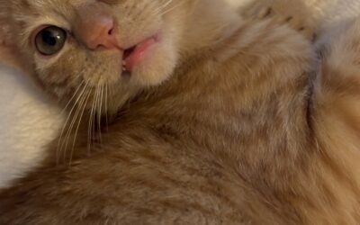 Part 20: A Cat in Chamonix